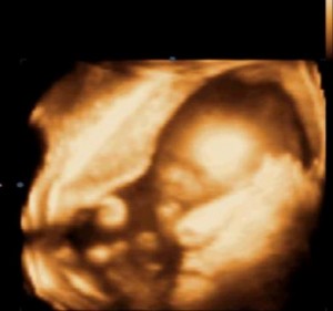 Maja junior