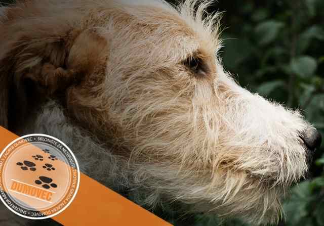 Udomljavanje je fora, velika akcija u subotu