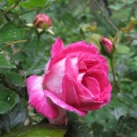 Floribunde