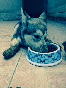 Jelena Urukalo Murina