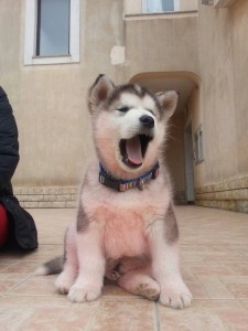 Jelena Urukalo Murina