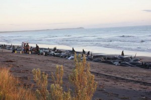 Čudnovate zgode iz prirode