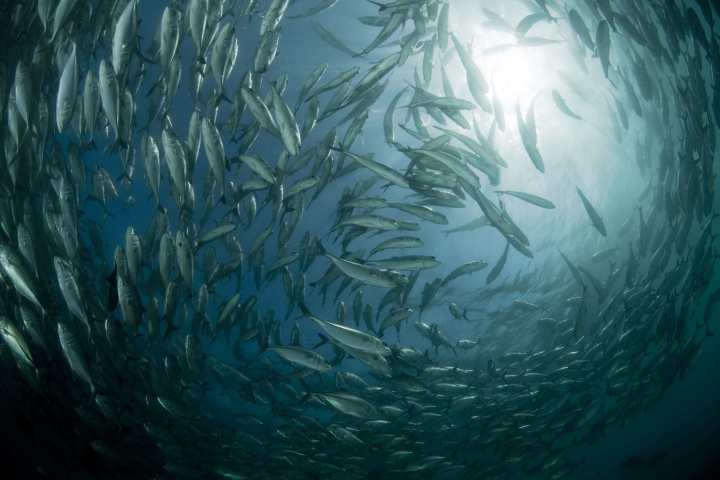 Povećana zaštita mora velik poticaj za plavo gospodarstvo!