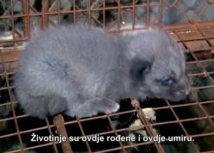 Šokantni video: Uvjeti životinja u industriji krzna!