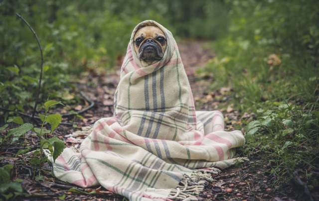 Odaberite psa za kućnog ljubimca – Besplatna aplikacija!