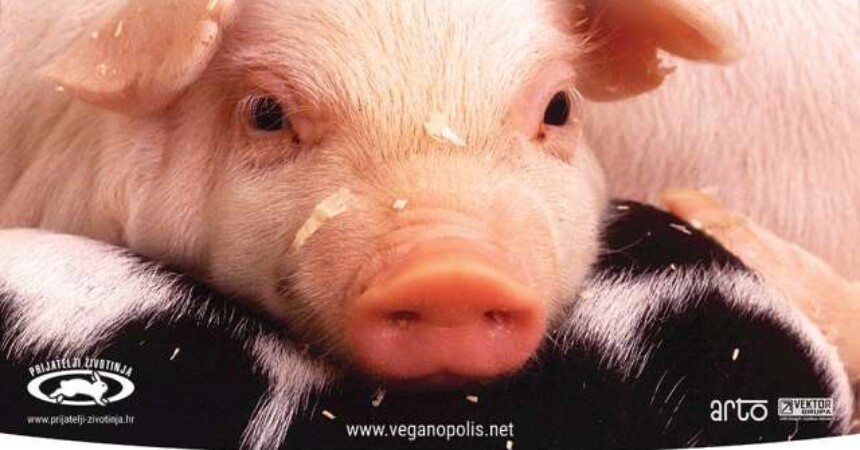 Pozor šokantno: Brutalne fotografije iz Siska