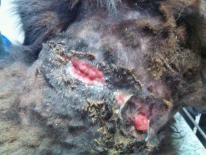 Prijatelji životinja