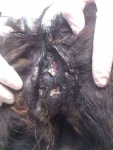 Prijatelji životinja