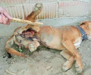 Prijatelji životinja