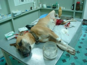 Prijatelji životinja