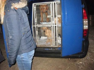 policijom protiv pasa