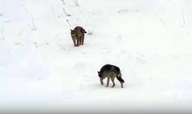 Video: Rijedak susret vuka i risa, ono što je uslijedilo ostavlja bez …