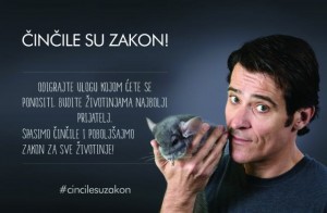 Goran Višnjić, Činčila