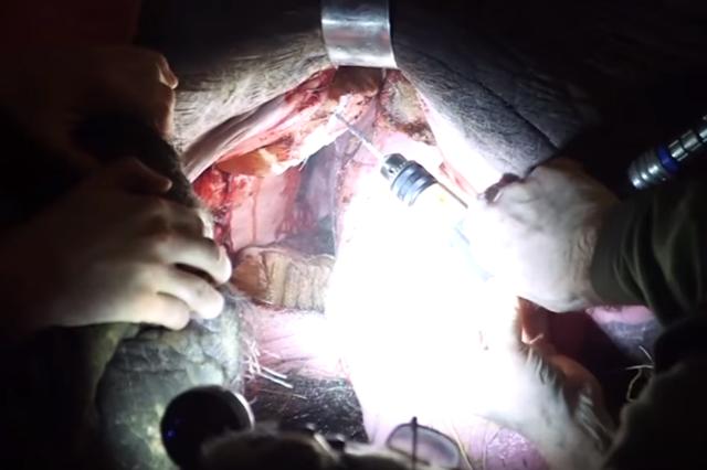 Nevjerojatan video: Izvađen zub slonici Luchi!