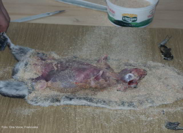 Prijatelji životinja; Veterinari – farmski uzgoj činčila je neprihvatljiv!