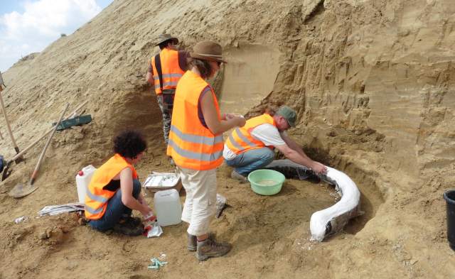 Senzacionalno otkriće u susjedstvu: Ostaci mamuta stari preko milijun godina