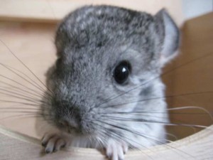 Zakon o zaštiti životinja