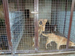 Zakon o zaštiti životinja