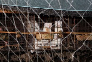 Prestali s uzgojem životinja