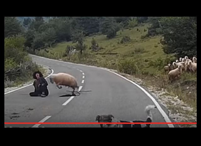 Uznemirujući video: Ovan napao pastiricu