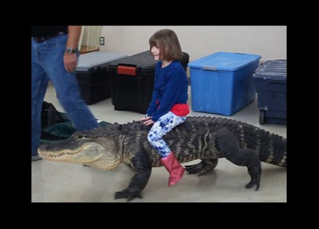 Zastrašujući trenuci kad djevojčica jaše aligatora
