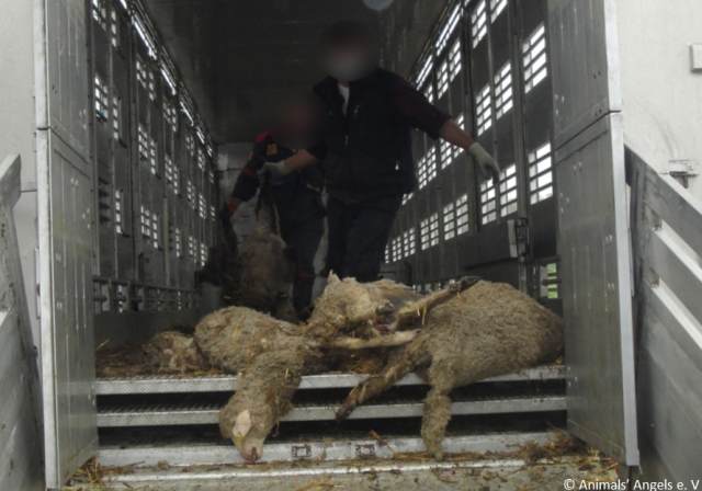 Šokantno – Video: Brutalno zlostavljanje životinja!