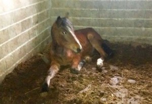 Milost barem za ždrijebe