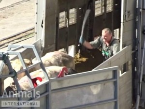 Prijatelji životinja