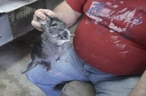 Prijatelji životinja