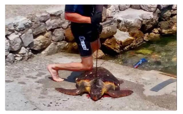 Trozupcem ubio morsku kornjaču pa se pohvalio na društvenim mrežama