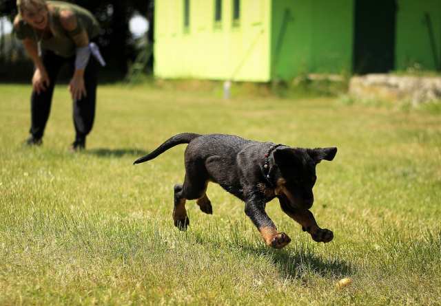 Novi Zakon: Rok za kontrolu mikročipiranja pasa do 30. lipnja
