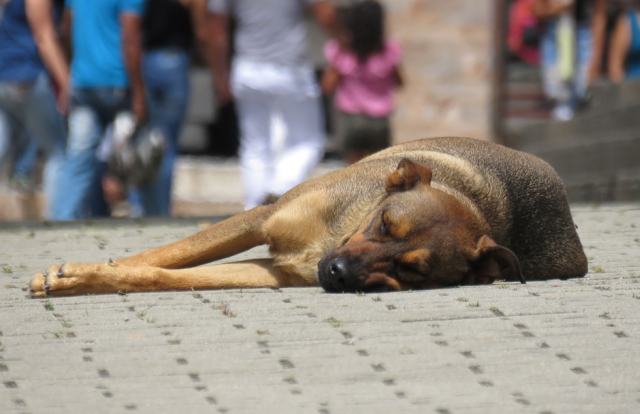 Krenule kontrole mikročipiranja pasa – kazne i do 6 tisuća kuna