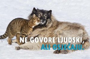 prava životinja