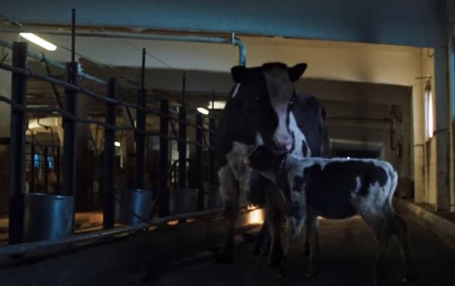 Video: Reci ‘zbogom’ kravljem mlijeku