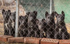 neoznačavanje psa mikročipom