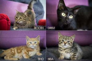 trajnu sterilizaciju pasa