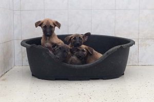 trajnu sterilizaciju pasa