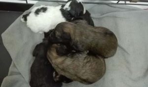 trajnu sterilizaciju pasa