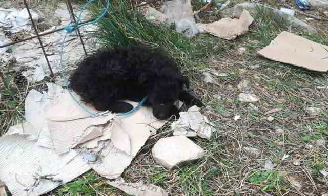 Psi umiru na sajmu u Benkovcu; ilegalna trgovina pasa