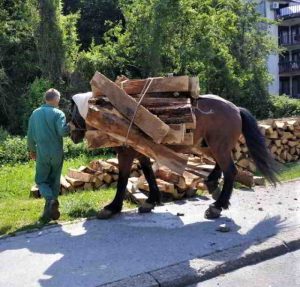 mučenje konja u Zagrebu