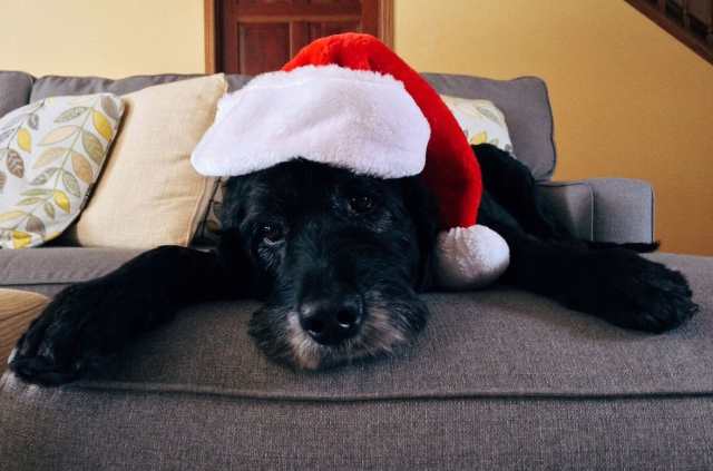 Ne kupujte životinje za Božić, udomite pse i mačke
