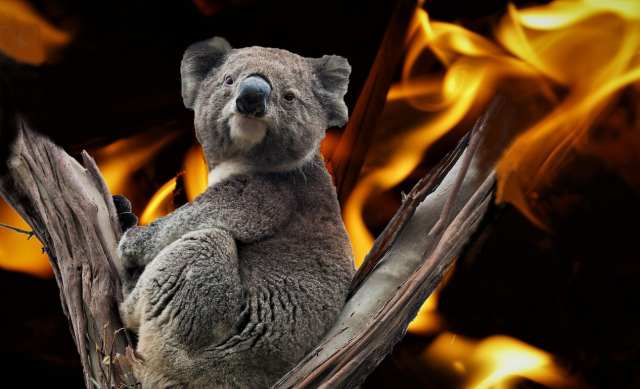 Prijatelji životinja: Želimo li pomoći koalama, trebamo prestati jesti krave