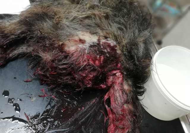 Uznemirujući FOTO: Smrtna ozljeda od petarde u anusu psa