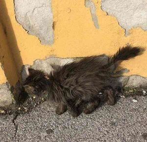 Kastracija