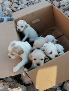 u vrijeme koronavirusa