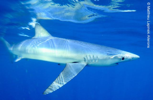 Novi dokazi o ilegalnom ulovu morskih pasa i raža na Mediteranu