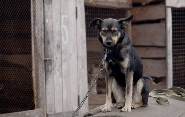 U Njemačkoj obavezne šetnje za pse, a u Hrvatskoj pate na lancu