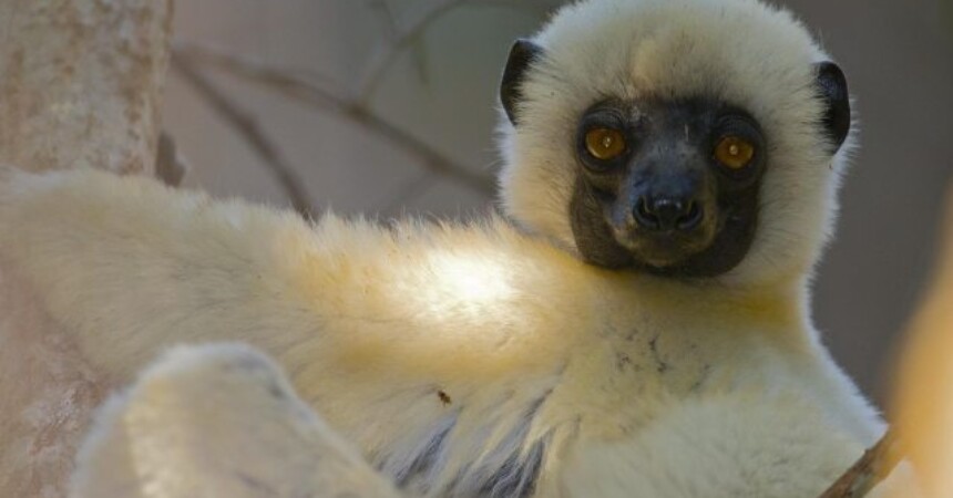 Namoroka – Izgubljeni svijet