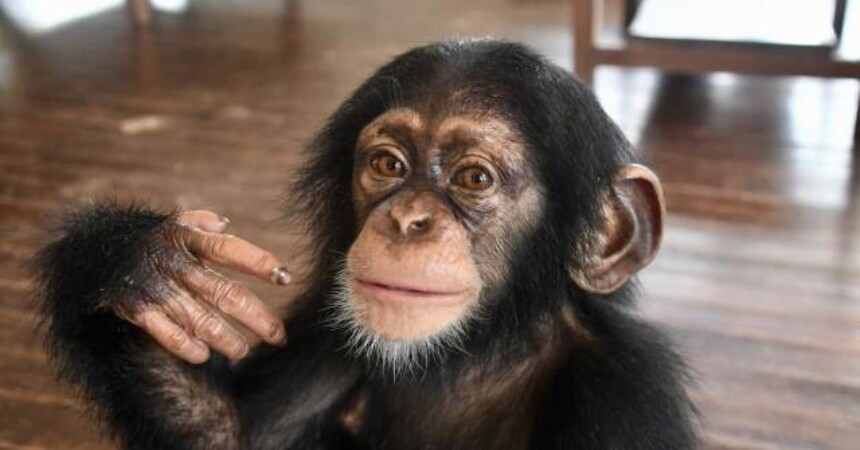 Spašavanje čimpanzica: Čuda se događaju