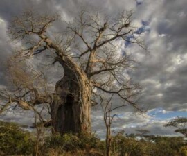 Ukorijenjena Afrika: Pet najpoznatijih vrsta drveća Južne Afrike